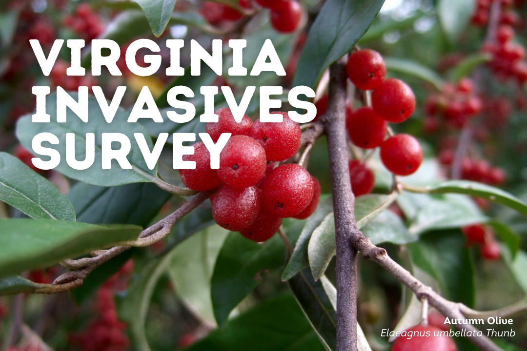Virginia%20invasives%20survey(1).png